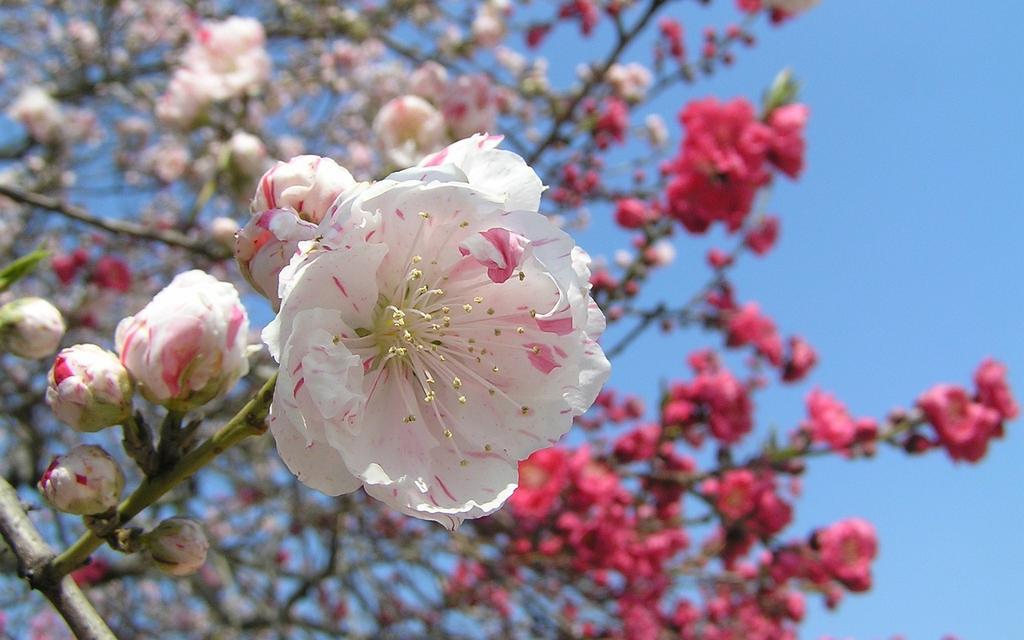 Appartamento Junfukuya Osaka Esterno foto